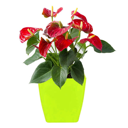 Square plastic planters for indoor or outdoor use