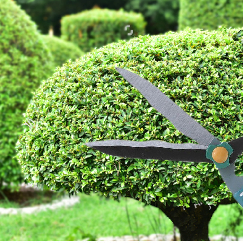 Sturdy garden big scissor for pruning.